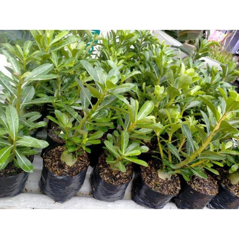 Adenium Godzi (Adenium godzi) live botanical specimen