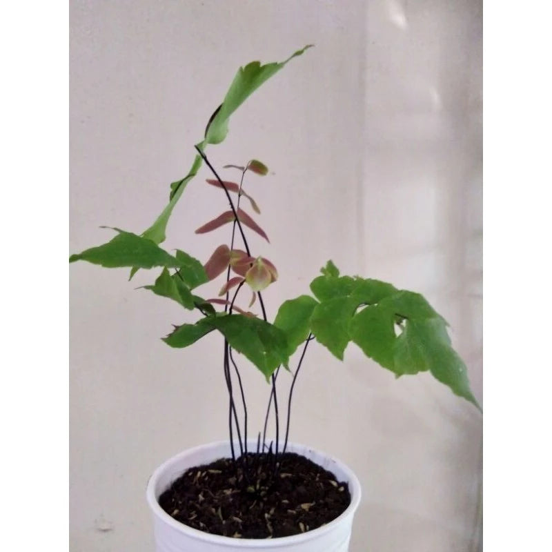 Adiantum Butterfly Medium Size