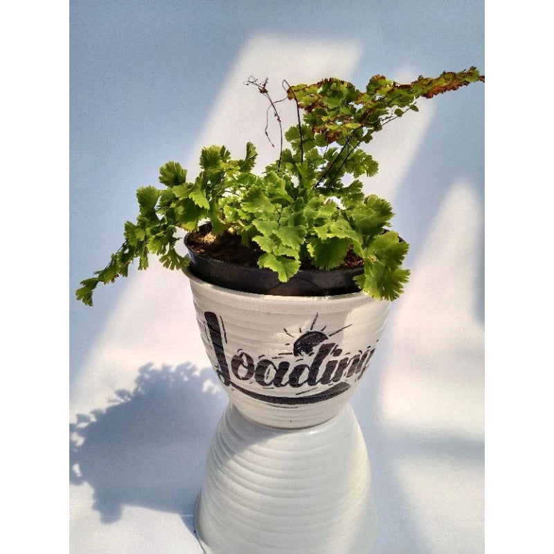 Adiantum Capillus Medium Size (Adiantum capillus) live botanical specimen