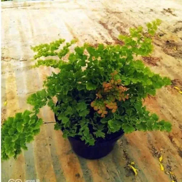 Adiantum Jordanii Medium Size