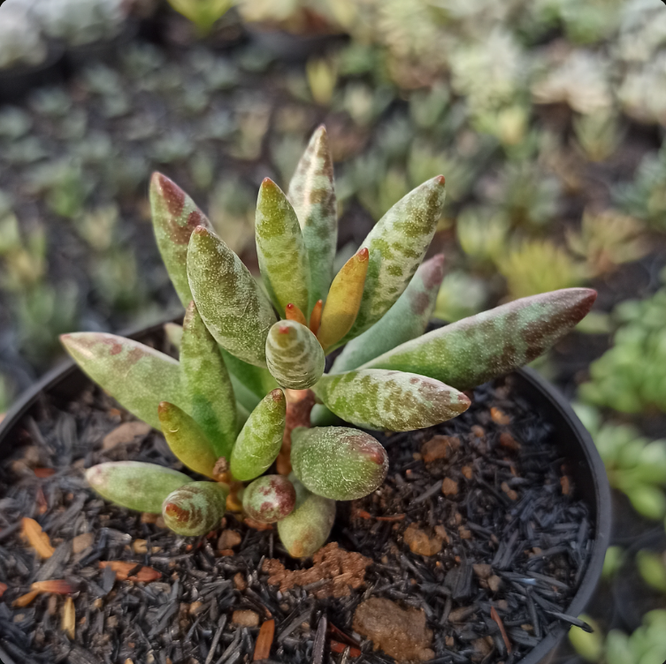 Adromischus Filicaulis Medium Size