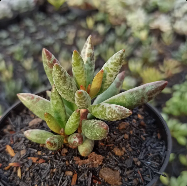 Adromischus Filicaulis Medium Size