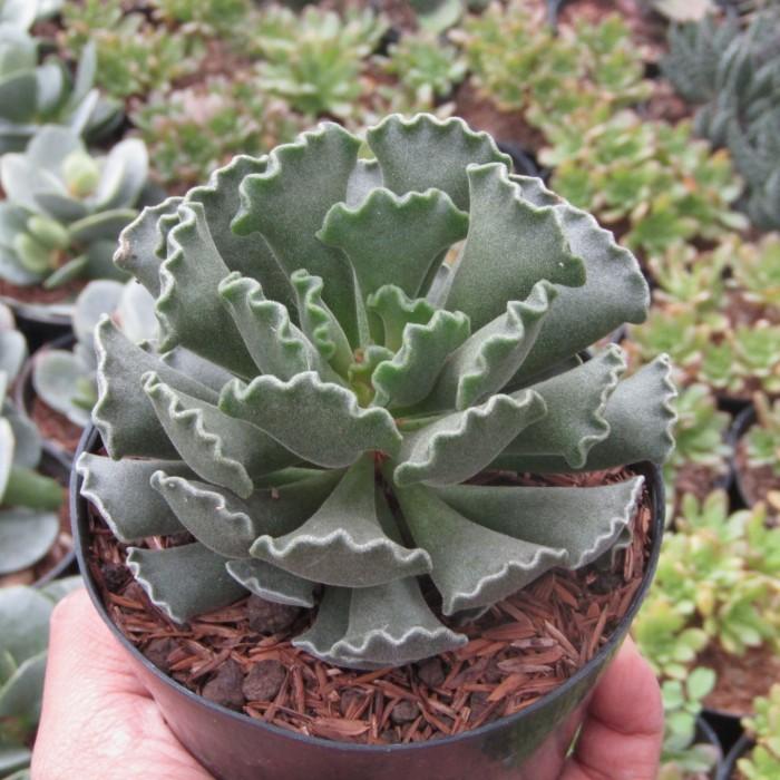Adromischus Poellnitzianus Medium Size (Adromischus poellnitzianus) live botanical specimen