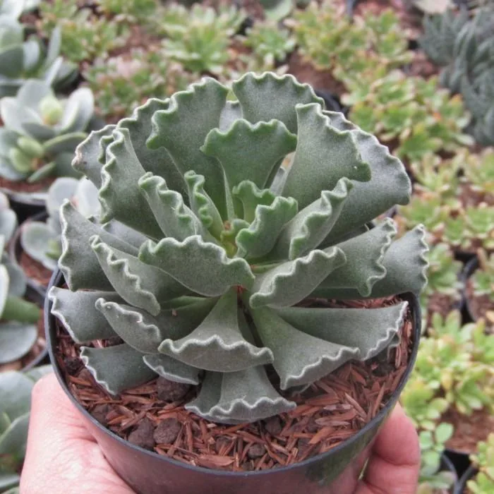 Adromischus Poellnitzianus Medium Size