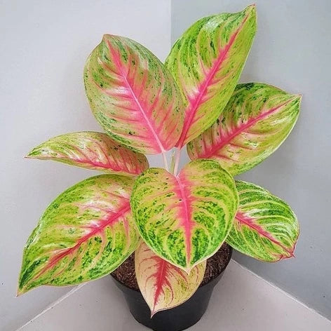 Aglaonema Andini (Aglaonema andini) live botanical specimen