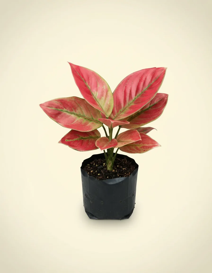 Aglaonema Ayu Nindi (Aglaonema ayu) live botanical specimen