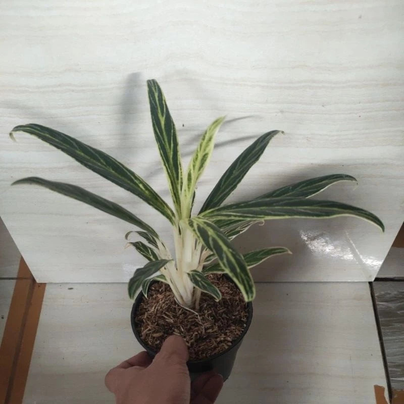 Aglaonema Bamboo (Aglaonema bamboo) live botanical specimen