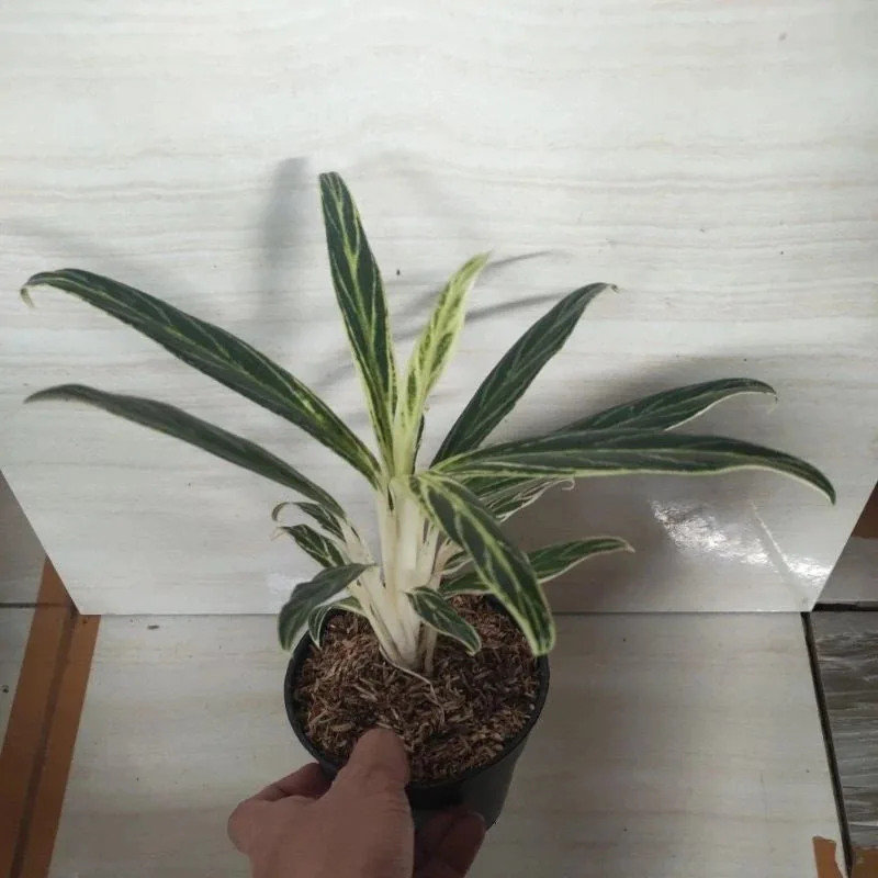 Aglaonema Bamboo