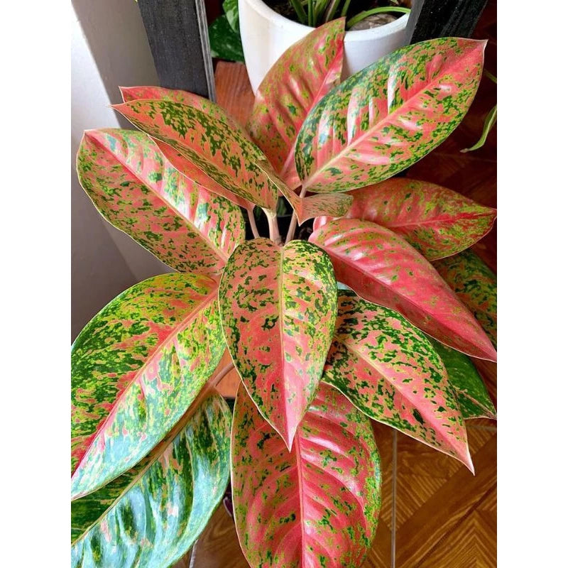 Aglaonema Big Roy (Aglaonema big) live botanical specimen