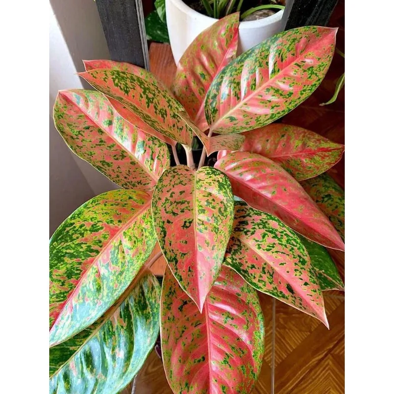 Aglaonema Big Roy