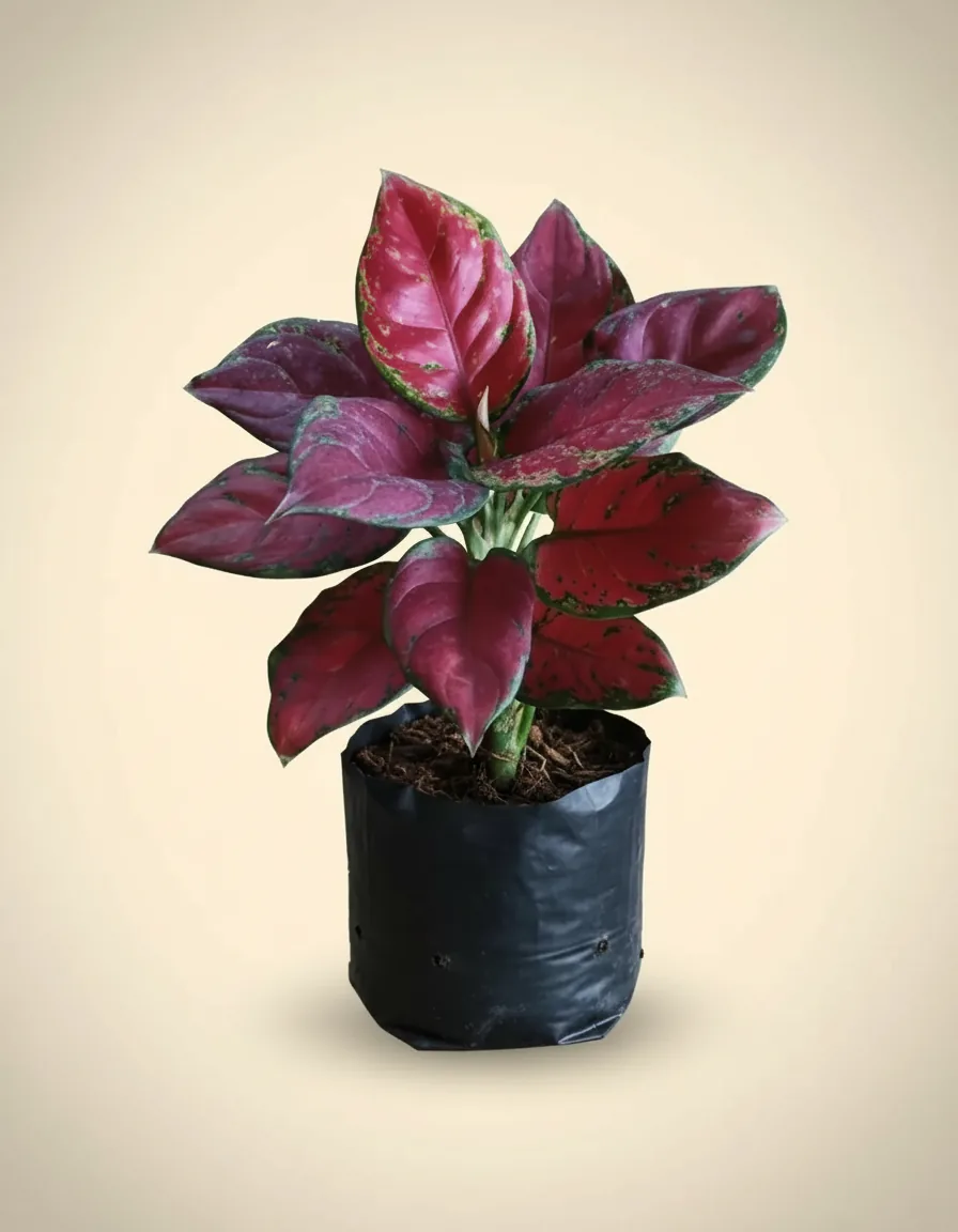 Aglaonema Black Maroon (Aglaonema black) live botanical specimen