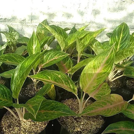 Aglaonema Caribian (Aglaonema caribian) live botanical specimen