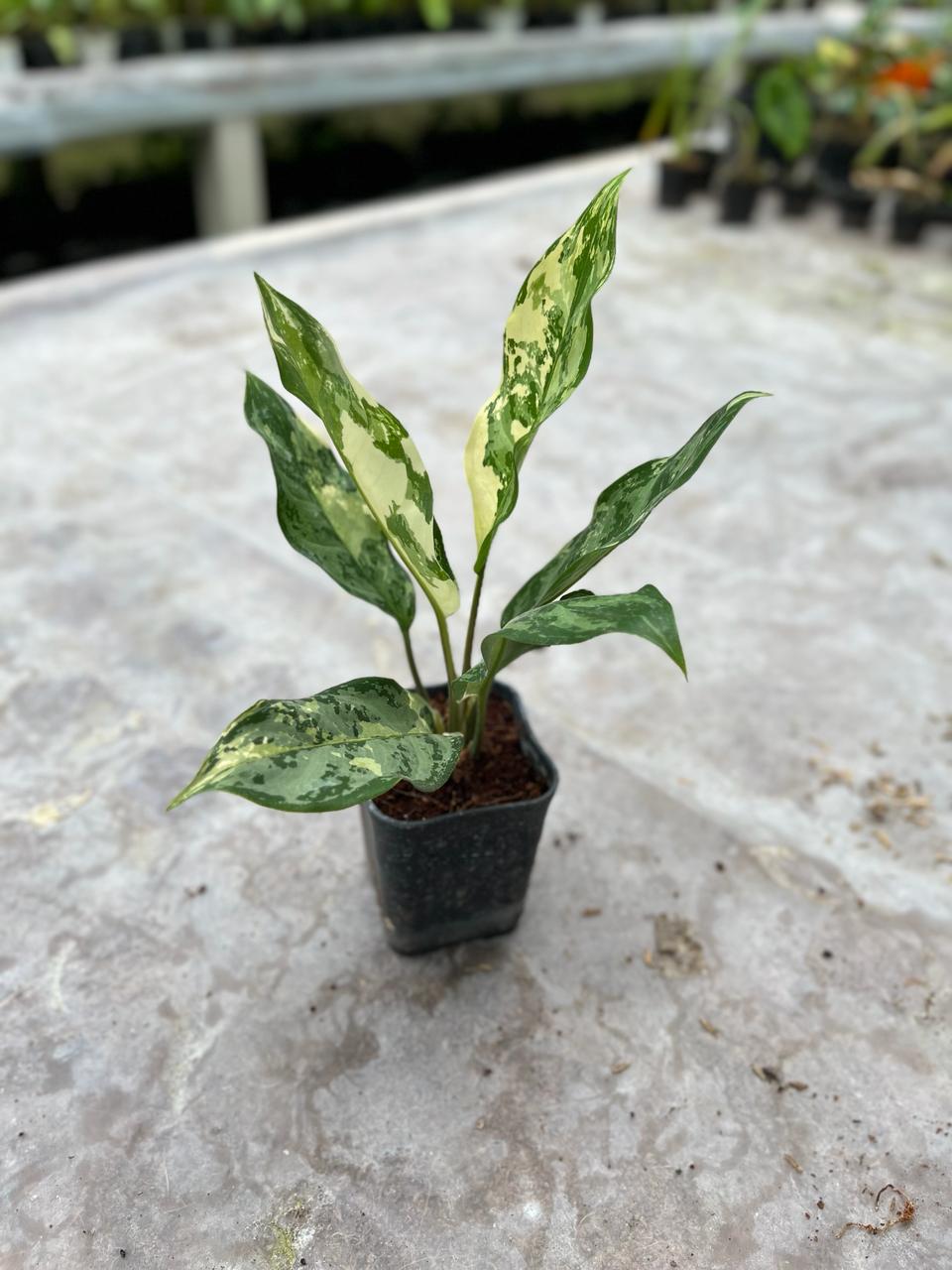 Aglaonema Commutatum Variegated (Aglaonema commutatum) live botanical specimen