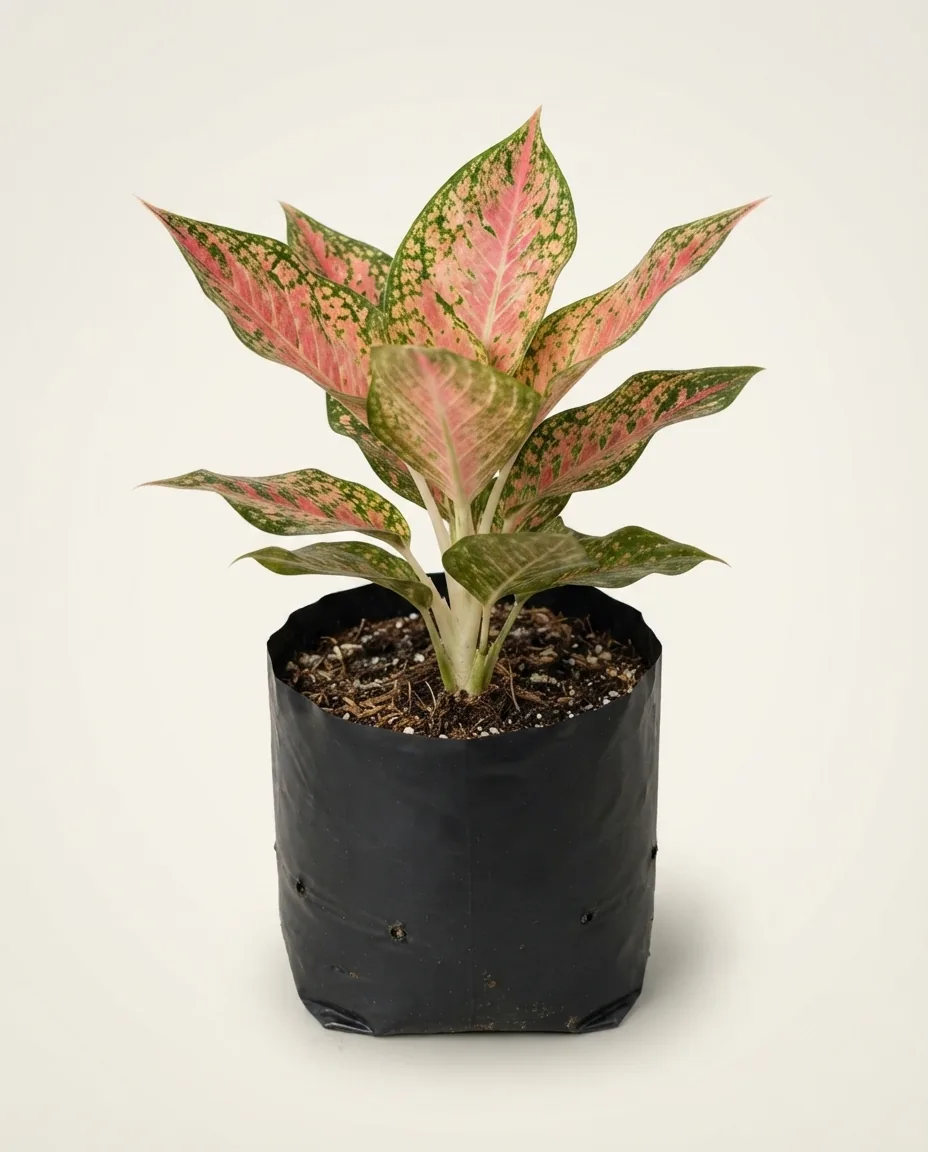 Aglaonema Dalmatian (Aglaonema dalmatian) live botanical specimen