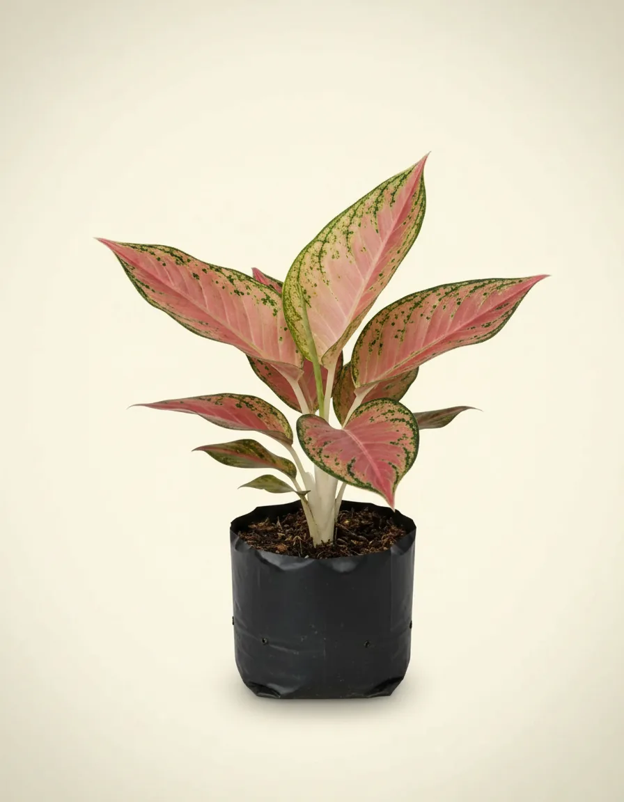 Aglaonema Dud Anjamani (Aglaonema dud) live botanical specimen