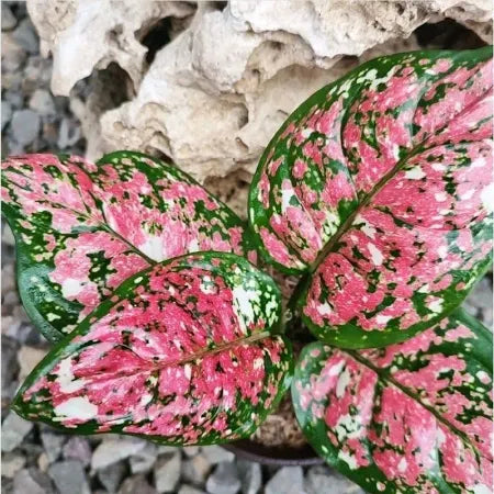 Aglaonema Dud Tricolor (Aglaonema dud) live botanical specimen
