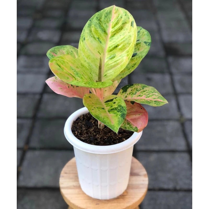 Aglaonema Emerald (Aglaonema emerald) live botanical specimen