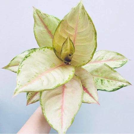 Aglaonema Frozen (Aglaonema frozen) live botanical specimen