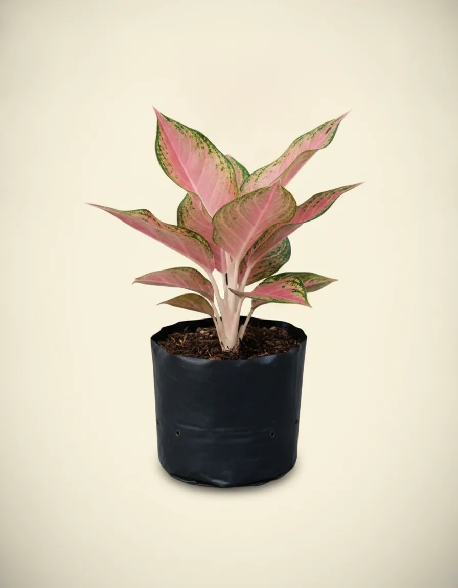 Aglaonema Gendis — Export Grade A+ from Java & Sumatra, Indonesia