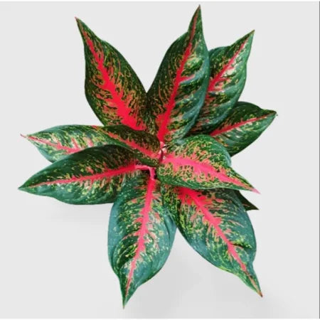 Aglaonema Hot Lady (Aglaonema hot) live botanical specimen