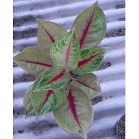 Aglaonema Jackpot (Aglaonema jackpot) live botanical specimen
