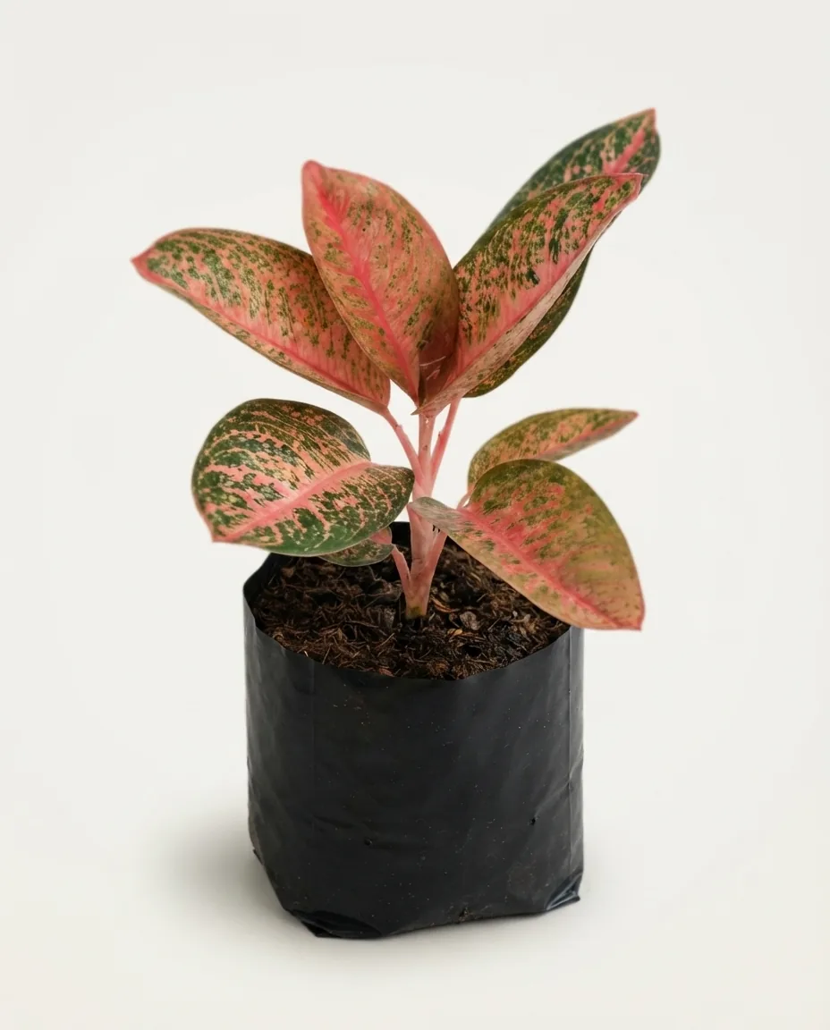 Aglaonema Kendedes (Aglaonema kendedes) live botanical specimen