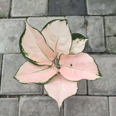 Aglaonema Kochin Sutra (Aglaonema kochin) live botanical specimen
