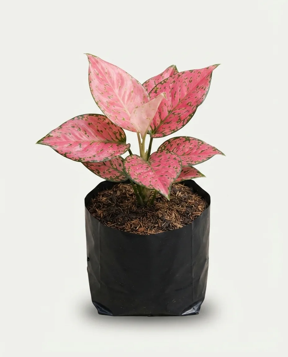 Aglaonema Kom Kom Magenta (Aglaonema kom) live botanical specimen