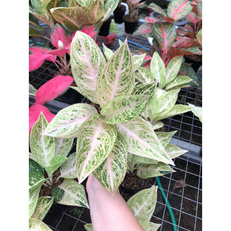 Aglaonema Legacy White Super (Aglaonema legacy) live botanical specimen