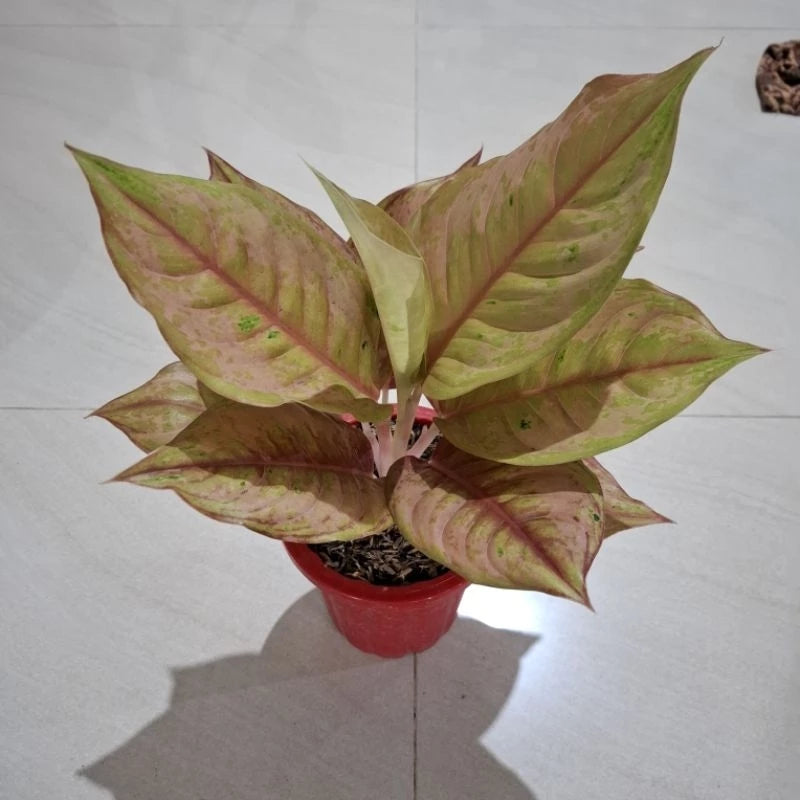 Aglaonema Light Of Diamond (Aglaonema light) live botanical specimen