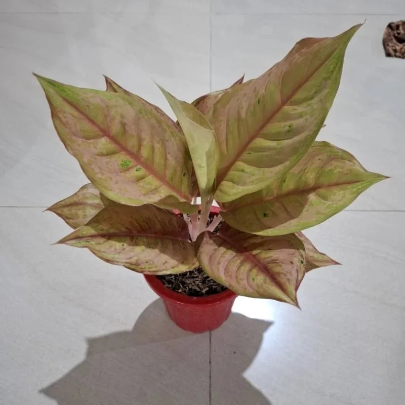 Aglaonema Light Of Diamond