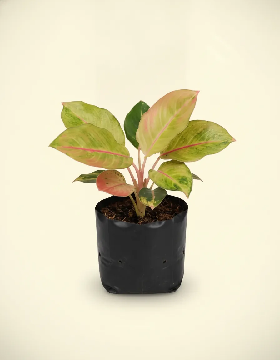 Aglaonema Miss World (Aglaonema miss) live botanical specimen