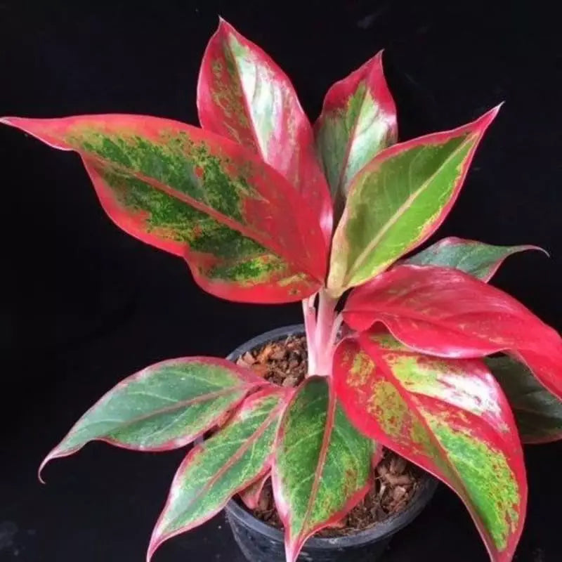 Aglaonema Moonlight (Aglaonema moonlight) live botanical specimen