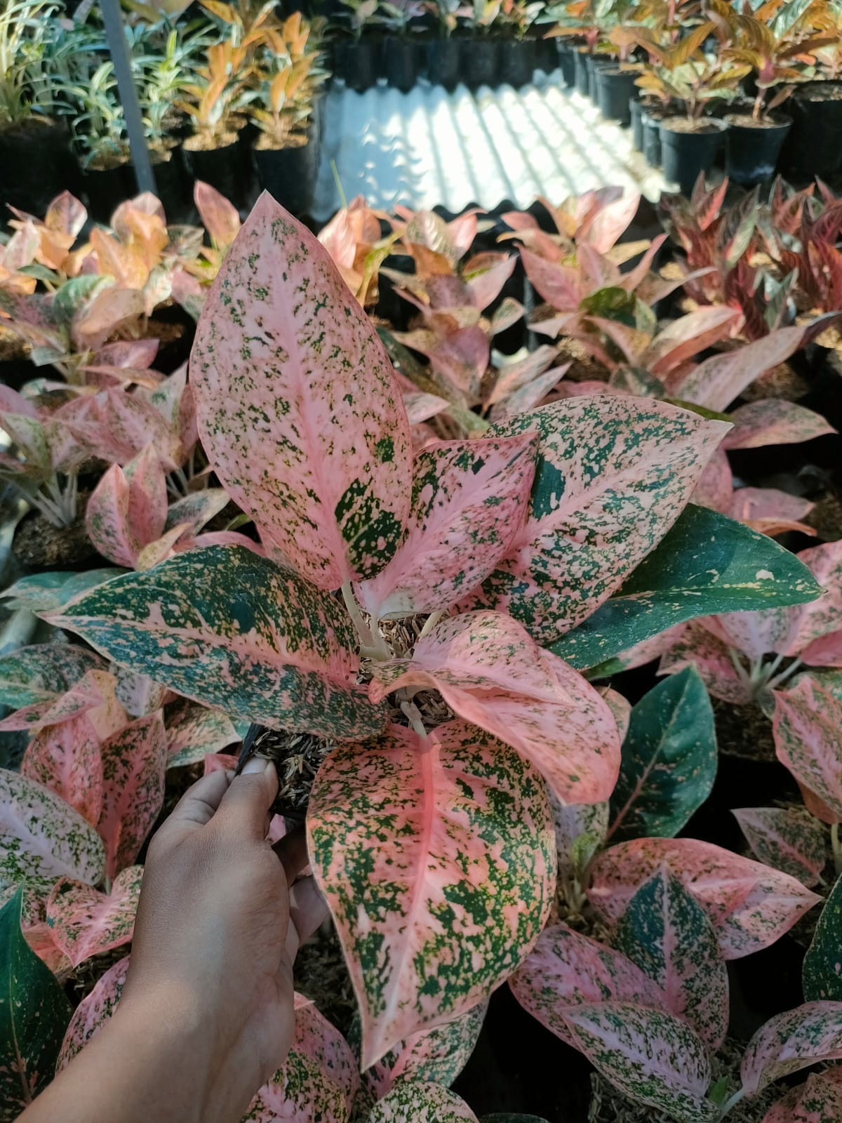 Aglaonema Orange Stardust (Aglaonema orange) live botanical specimen
