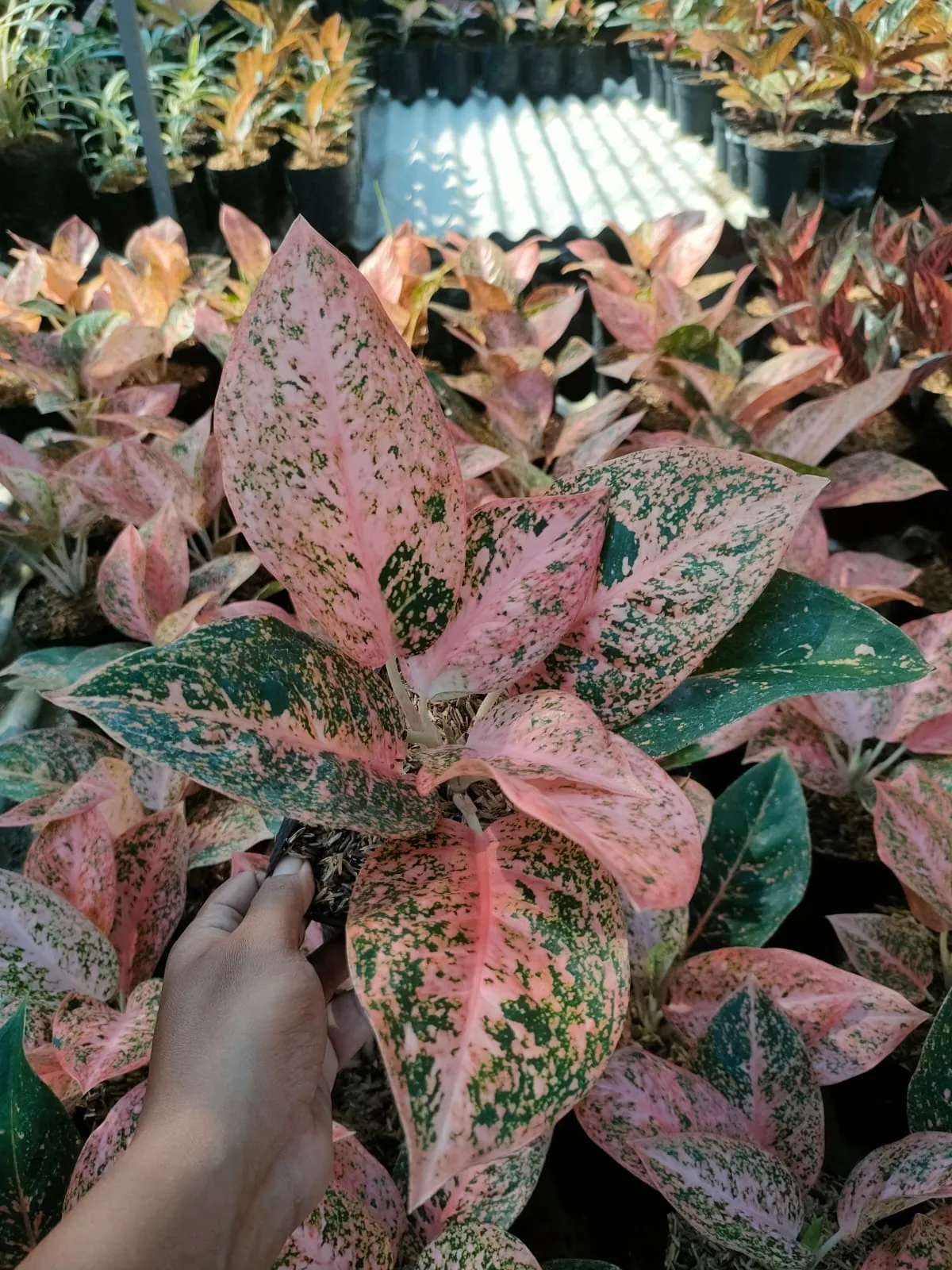 Aglaonema Orange Stardust