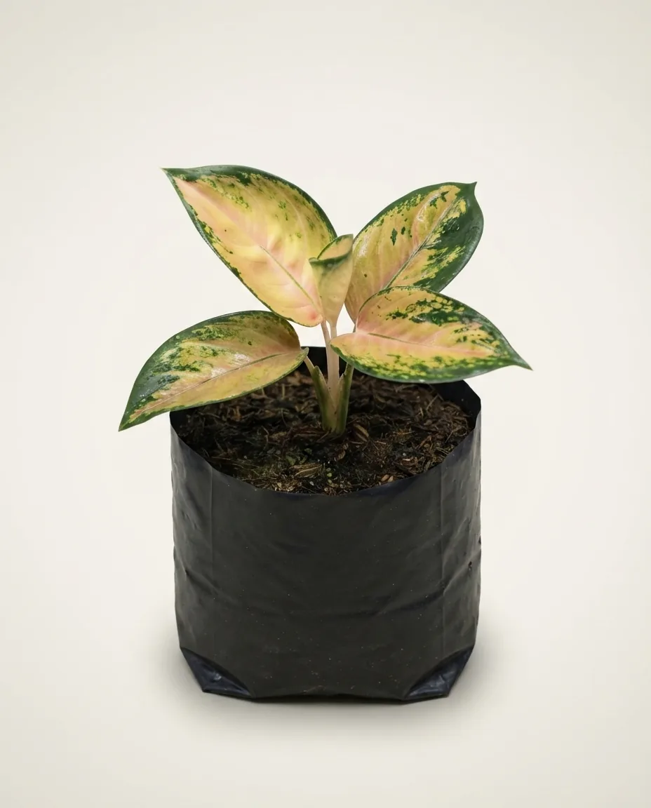 Aglaonema Pancawati (Aglaonema pancawati) live botanical specimen