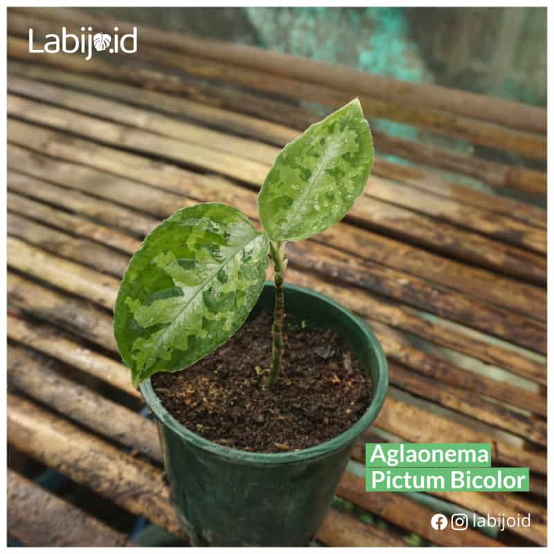 Aglaonema Pictum Bicolor (Aglaonema pictum) live botanical specimen
