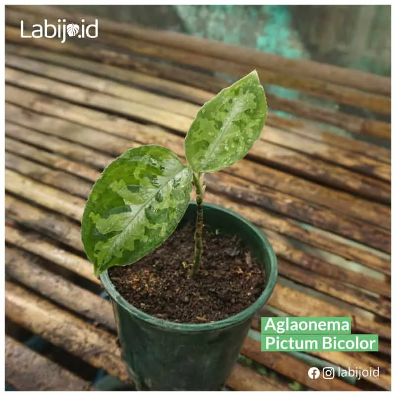 Aglaonema Pictum Bicolor
