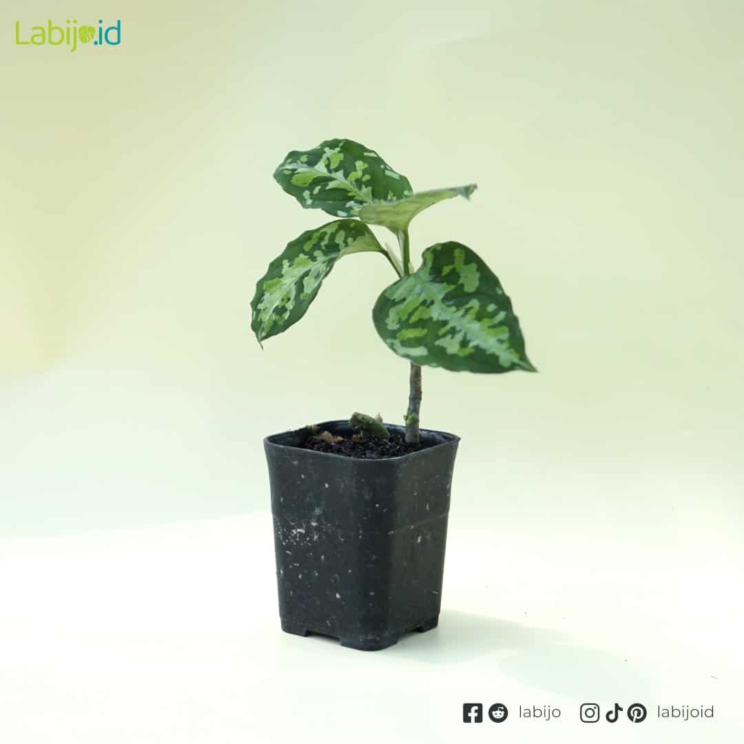 Aglaonema Pictum Tricolor (Aglaonema pictum) live botanical specimen