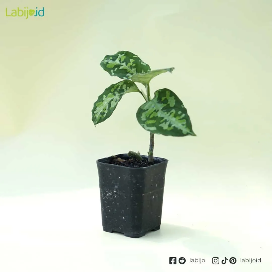 Aglaonema Pictum Tricolor