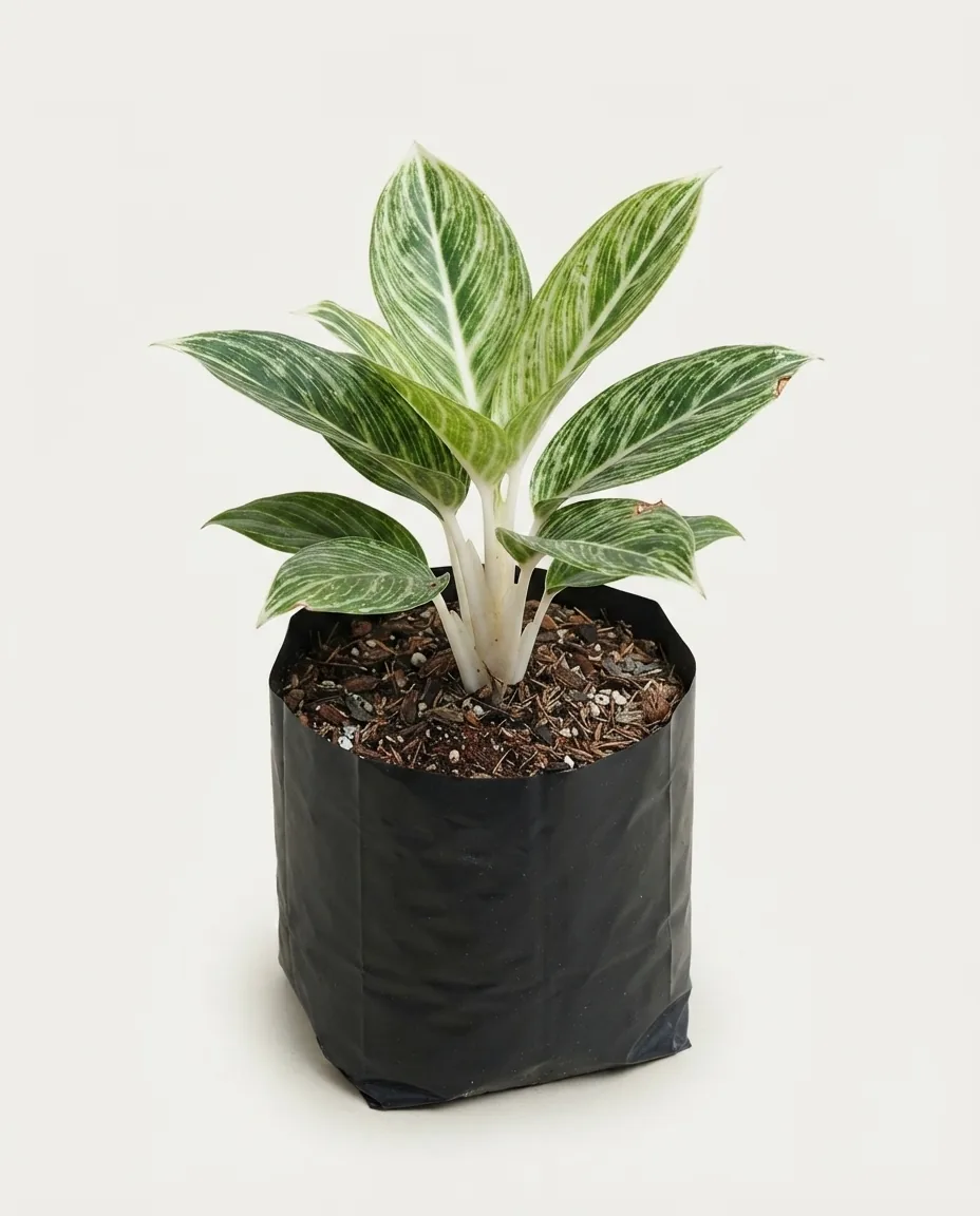 Aglaonema Pos White (Aglaonema pos) live botanical specimen