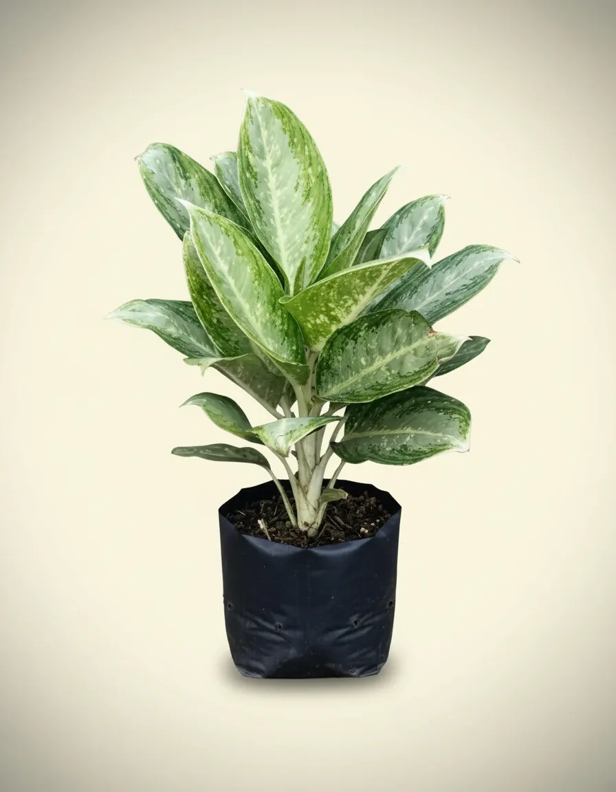 Aglaonema Prosperity (Aglaonema prosperity) live botanical specimen