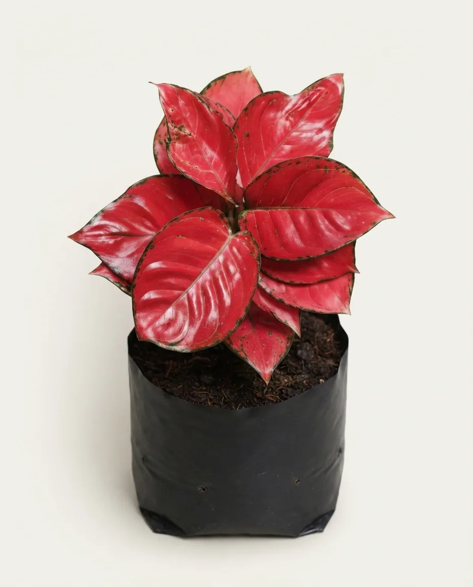 Aglaonema Red Anjamani (Aglaonema red) live botanical specimen