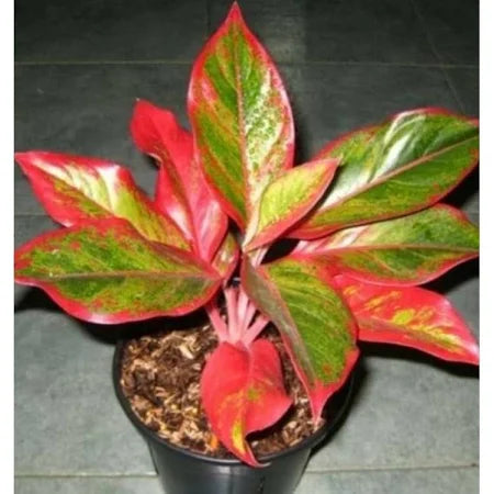 Aglaonema Red Lipstick (Aglaonema red) live botanical specimen
