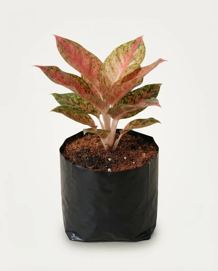 Aglaonema Red Stardust