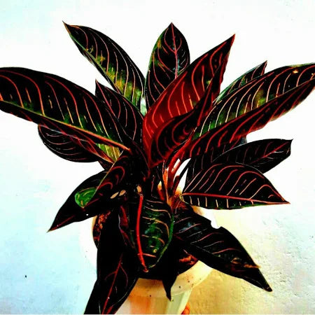 Aglaonema Red Sumatra (Aglaonema red) live botanical specimen