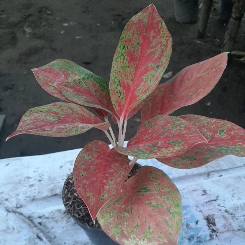Aglaonema Red Twister (Aglaonema red) live botanical specimen