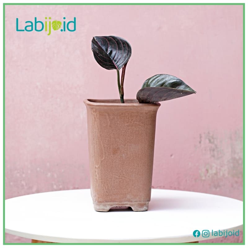 Aglaonema Rotundum Aceh (Aglaonema rotundum) live botanical specimen
