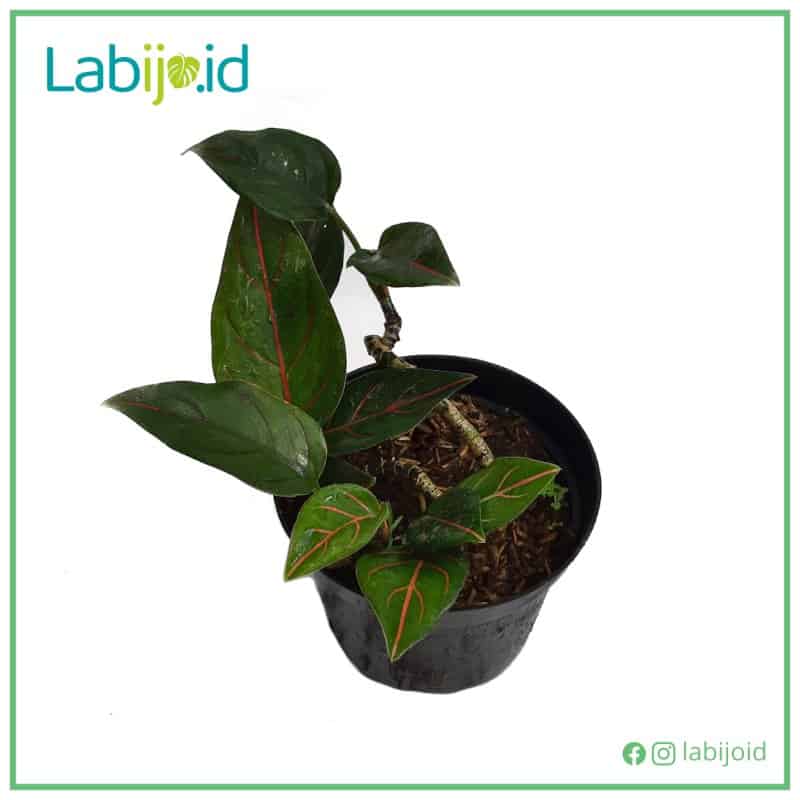 Aglaonema Rotundum (Aglaonema rotundum) live botanical specimen