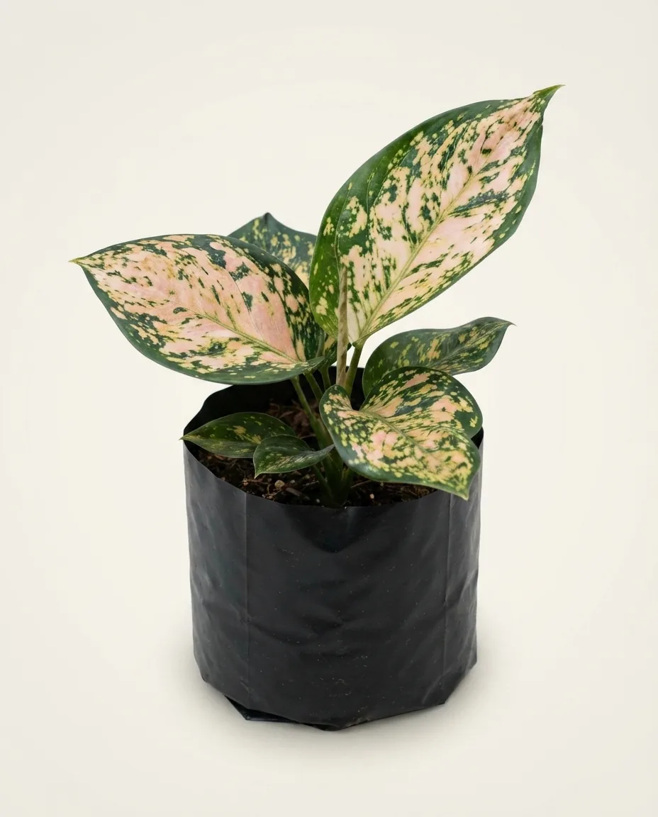 Aglaonema Ruby Orange (Aglaonema ruby) live botanical specimen